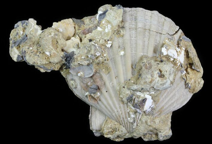 Fossil Pectin (Chesapecten) In Sandstone - Virginia #66398
